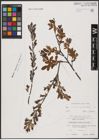 Foto von Salix aurita L. x Salix myrtilloides L.